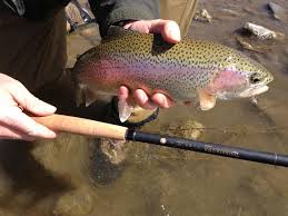 Large Rainbow Trout on a Tenkara Rod